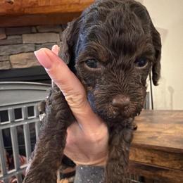 Brown girl - Phantom female Poodle puppy in Oneida, Tennessee from Pippa’s Place Poodles