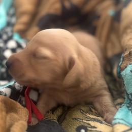 Spice red boy - Cream male Dachshund puppy in Cleburne, Texas from Powers English Springer Spaniels
