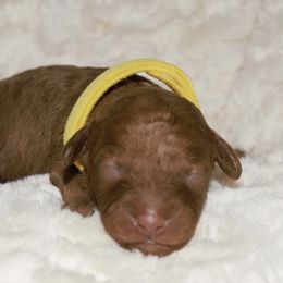 Girl 4 - Poodle puppy in Miami Dade County, Florida from RoyalPaws_Miami