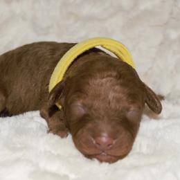 Girl 4 - Poodle puppy in Miami Dade County, Florida from RoyalPaws_Miami