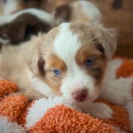 Atlas - Red merle male Miniature Australian Shepherd puppy in Liberty Hill, Texas from Stone & Sage ATX Toy & Mini Aussies