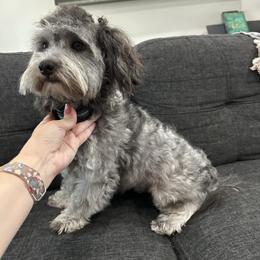 Forest - Havanese