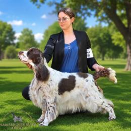 English Springer Spaniel puppies from Plaquard Creek Ranch