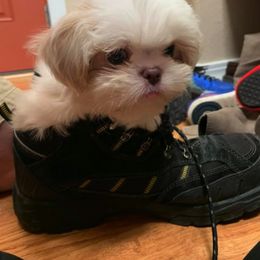 Shih Tzu Puppies from Wachowicz Shihtzu