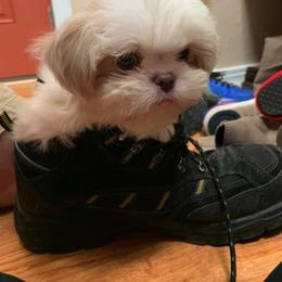 Shih Tzu Puppies from Wachowicz Shihtzu