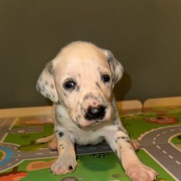 Snowflake - White and black female Dalmatian puppy in Bremen, Georgia from Clark’s Dalmatians