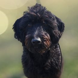 Labradoodles from P&L Doodles