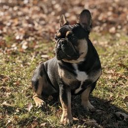 French Bulldogs from Frenchies of York