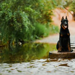 Beauceron All Grown Up from Feu des Étoiles