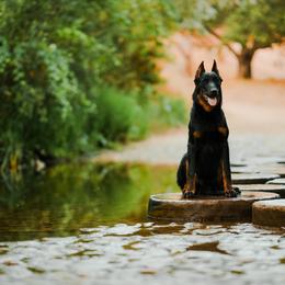 Beauceron All Grown Up from Feu des Étoiles