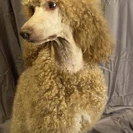 Poodles from Abner Farm’s Poodles