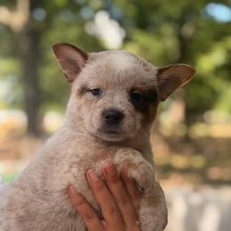 Solid stout lovely male - Red speckled male Australian Cattle Dog puppy in Scurry, Texas from RedHorizon AKC Australian Cattle Dogs (Heelers)