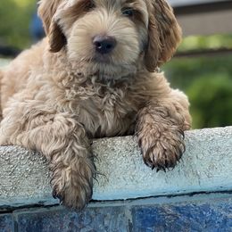 Australian Labradoodle Puppies from Gateway Australian Labradoodles