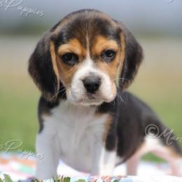 AKC 'Summer' - Black tan and white female Beagle puppy in Lamar, Missouri from Marti Acres ~ Boston Terrier & Beagles