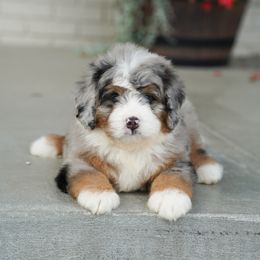 Bernedoodle Puppies from Down Home Doodle