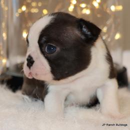 Maple - Black brindle and white female Boston Terrier puppy in Winnsboro, Texas from JP Ranch Bulldogs