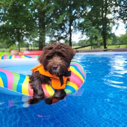 Portuguese Water Dog Puppies from Autumn Branch Farm Portuguese Water Dogs
