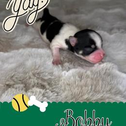 Yorkshire Terrier Puppies from Baby Blue Yorkies