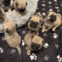 Boy 3 - Fawn male Pug puppy in Live Oak, Florida from Heartstring Pugs