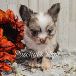Cupcake - Merle male Chihuahua puppy in Bowdon, Georgia from Paschal's Pups