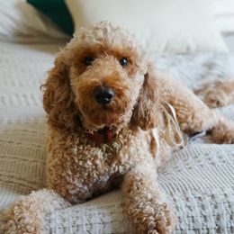 Fox - Goldendoodle