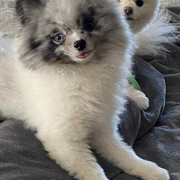 Pomeranian Puppies from Glitzypoms