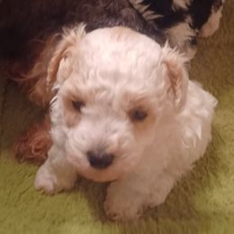 Luke - Parti male Poodle puppy in Hillsborough, North Carolina from Peggy's Poodle Pups