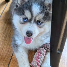 Echo - Blue female Pomsky puppy in Charlotte, Michigan from Moore Pomskies