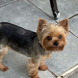Roxie - Yorkshire Terrier