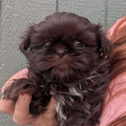 Dark chocolate girl white chest - Chocolate female Shih Tzu puppy in Amherst, Maine from McKayla Hairston