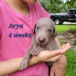 Arya - Gray female Weimaraner puppy in Kingwood, Texas from Desert Rose Weimaraners