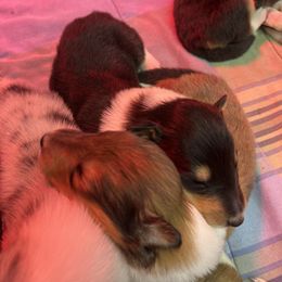 "Rough Boys~ Rudolf & Comet" Collie Puppies from River-Valley Collies