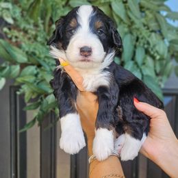 Freddie - Tri-color male Bernedoodle puppy in Moses Lake, Washington from Macy Meadows Doodles