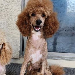 Poodles from Desert Storm Poodles