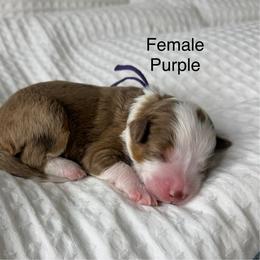 Purple female - Red merle female Assorted Doodle Crosses puppy in Springville, Utah from JW Doodles