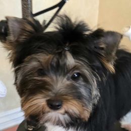 Danny Boy - Black tan and white male Biewer Terrier puppy in Chesapeake, Virginia from Bellissima Biewers & Yorkies
