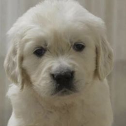 "Salandatterra New Fashion Style, “Rowan”" Golden Retriever Puppies from Huckaby’s English Golden Retrievers