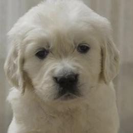"Salandatterra New Fashion Style, “Rowan”" Golden Retriever Puppies from Huckaby’s English Golden Retrievers