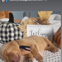 Golden Retriever Puppies from Country Road Golden Retrievers