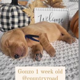 Golden Retriever Puppies from Country Road Golden Retrievers