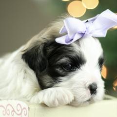 Doberman Pinschers and Mal-Shis from Tx Pups