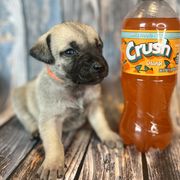 Orange Crush - Yellow Black Mouth Cur puppy in Warsaw, Missouri from Heritage Cow Dogs