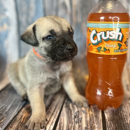 Orange Crush - Yellow Black Mouth Cur puppy in Warsaw, Missouri from Heritage Cow Dogs