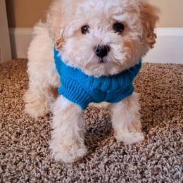 Maltipoo Puppies from Little Cupcakes and Little Pumpkins Maltipoos
