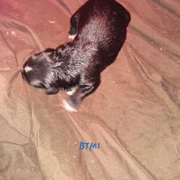 BWM- SHADOW - Black tri-color male Australian Shepherd puppy in Salem, Arkansas from Patchwork Kennels