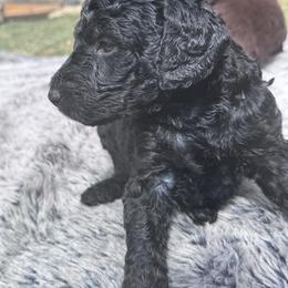 Randy Travis - Black male Labradoodle puppy in Kingston, Georgia from CC Familydoodles
