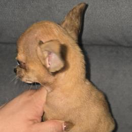 Mrs Grey charting under 3 lb 3500 - Fawn female Chihuahua puppy in Las Vegas, Nevada from Quality Poms Chihuahua Yorkies of Las vegas