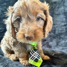 Philip - Merle male Cockapoo puppy in Adrian, Oregon from ApplebyFarm