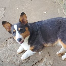 Letty - Pembroke Welsh Corgi