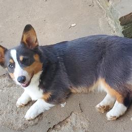 Letty - Pembroke Welsh Corgi